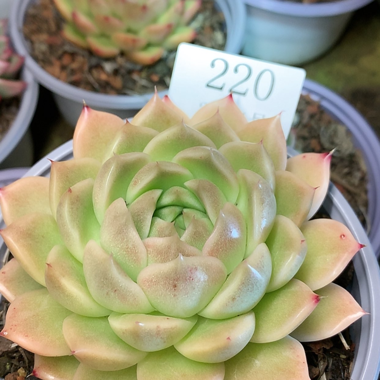 【闪购商品】云220