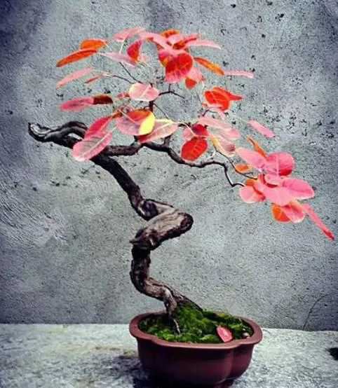 各类杂木盆景素材