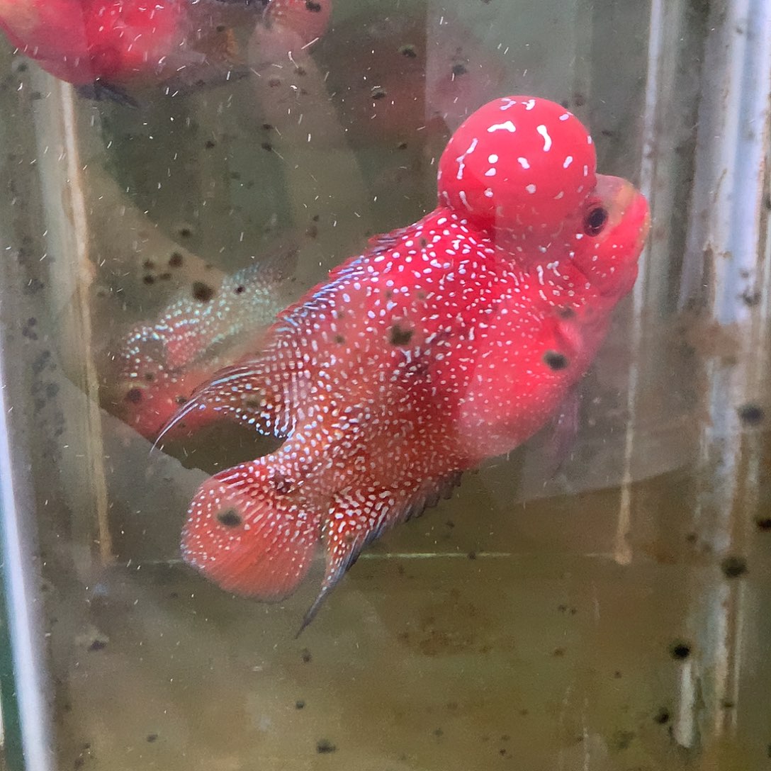 罗汉鱼上鱼鳍微瑕疵8882楼