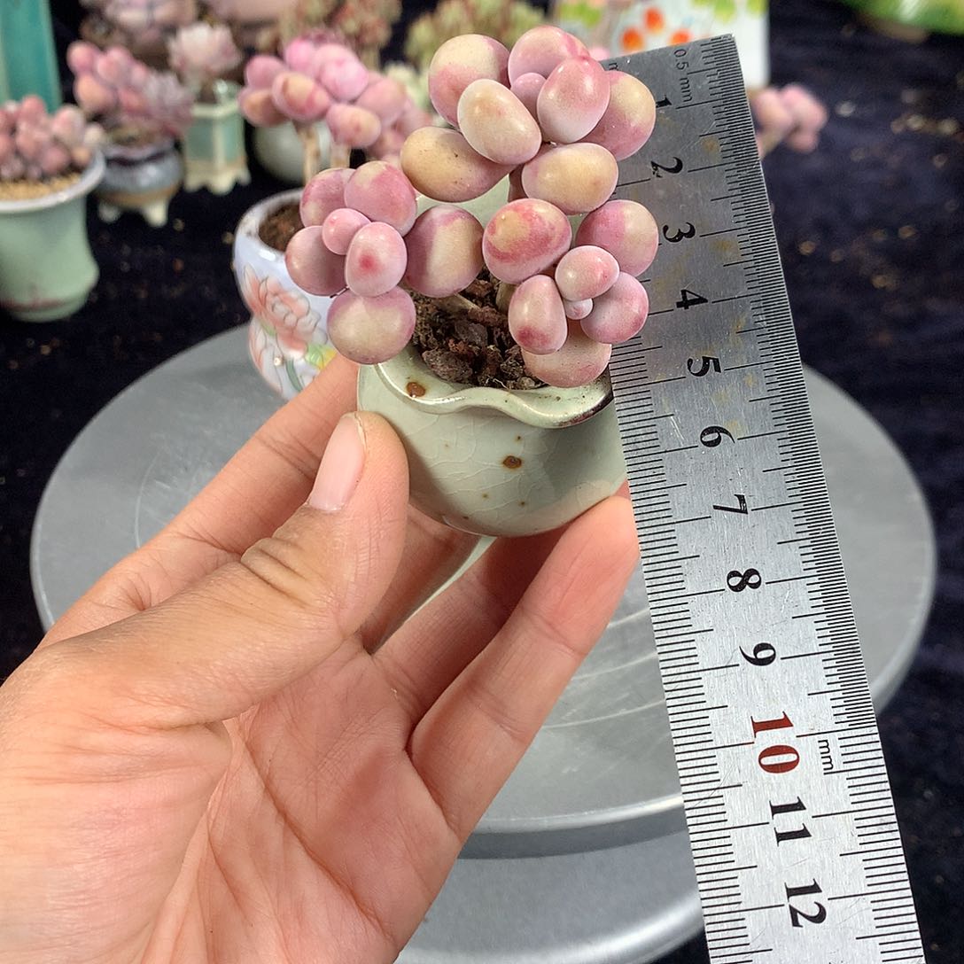 2号带盆偏远地区不包邮的