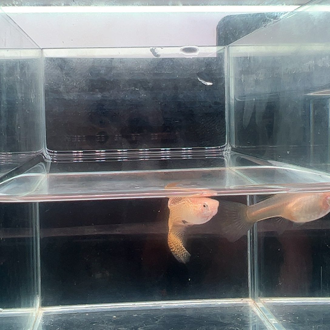 金属黄蕾丝白子孔雀鱼