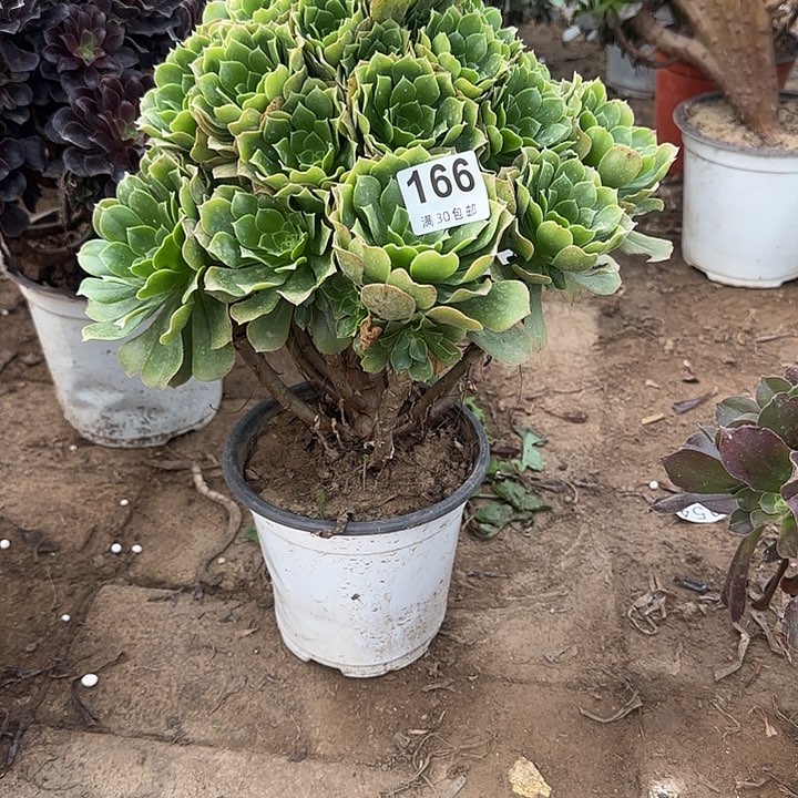 166。                