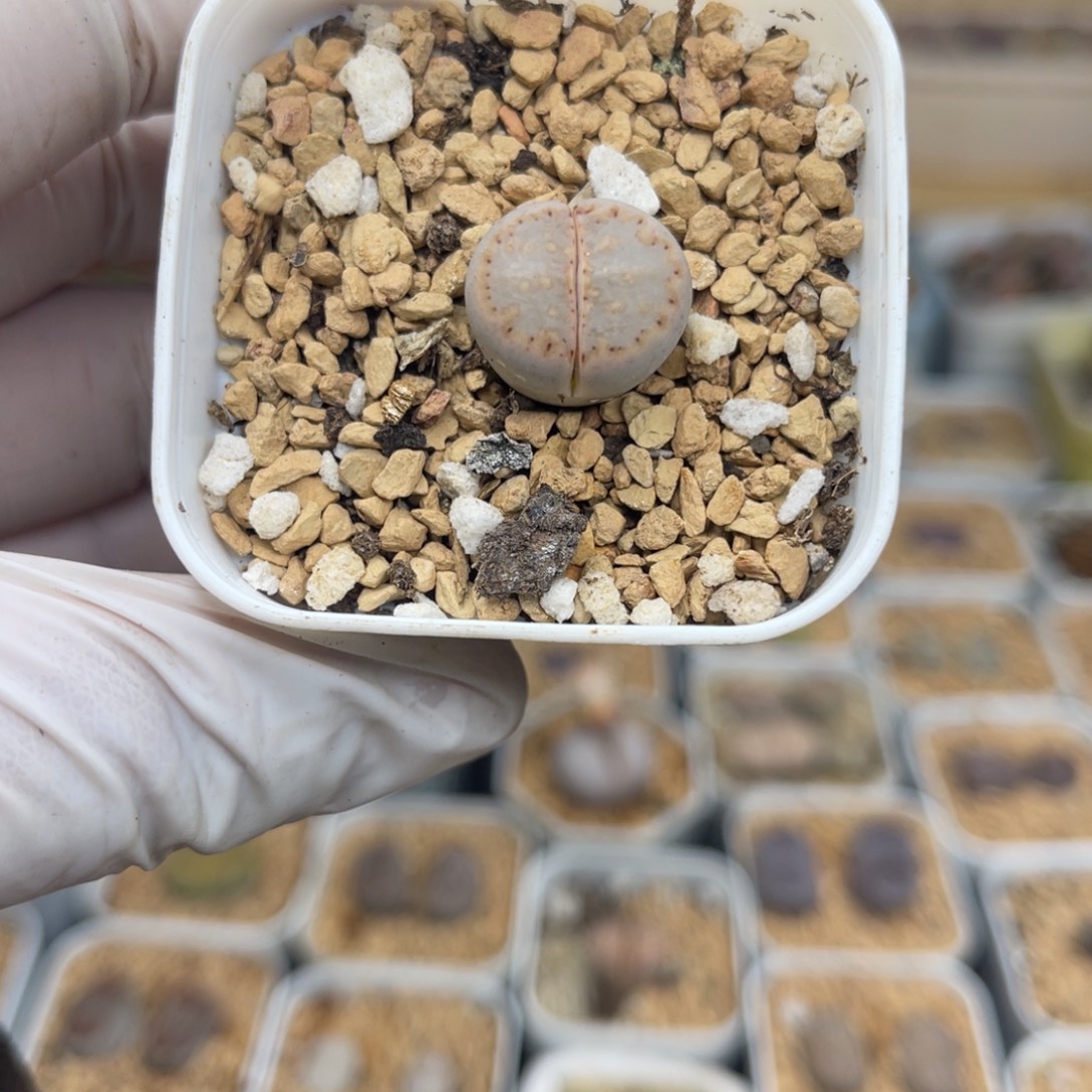 多肉植物一物一拍9