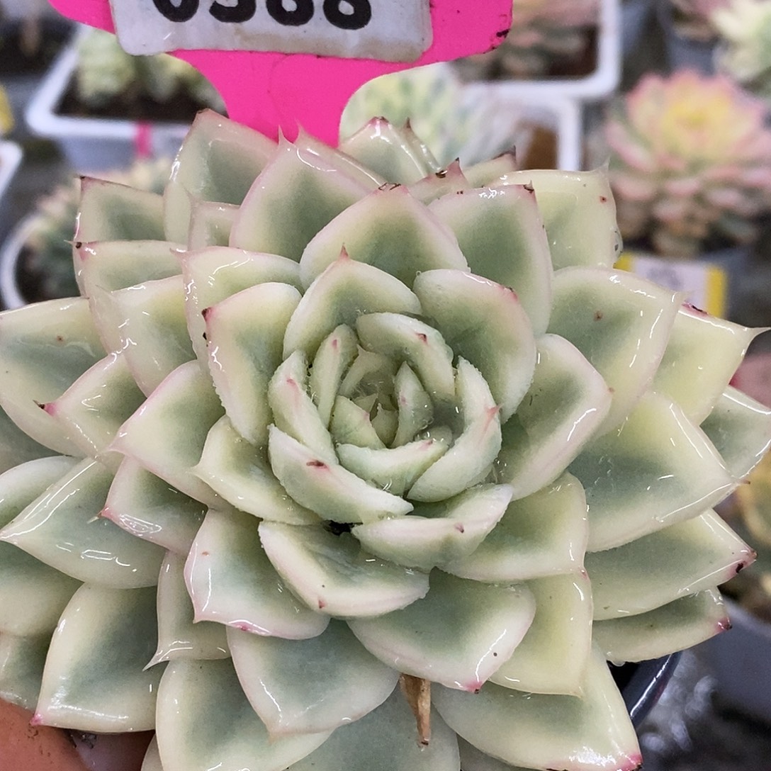 388月亮哈哈哈哈哈哈