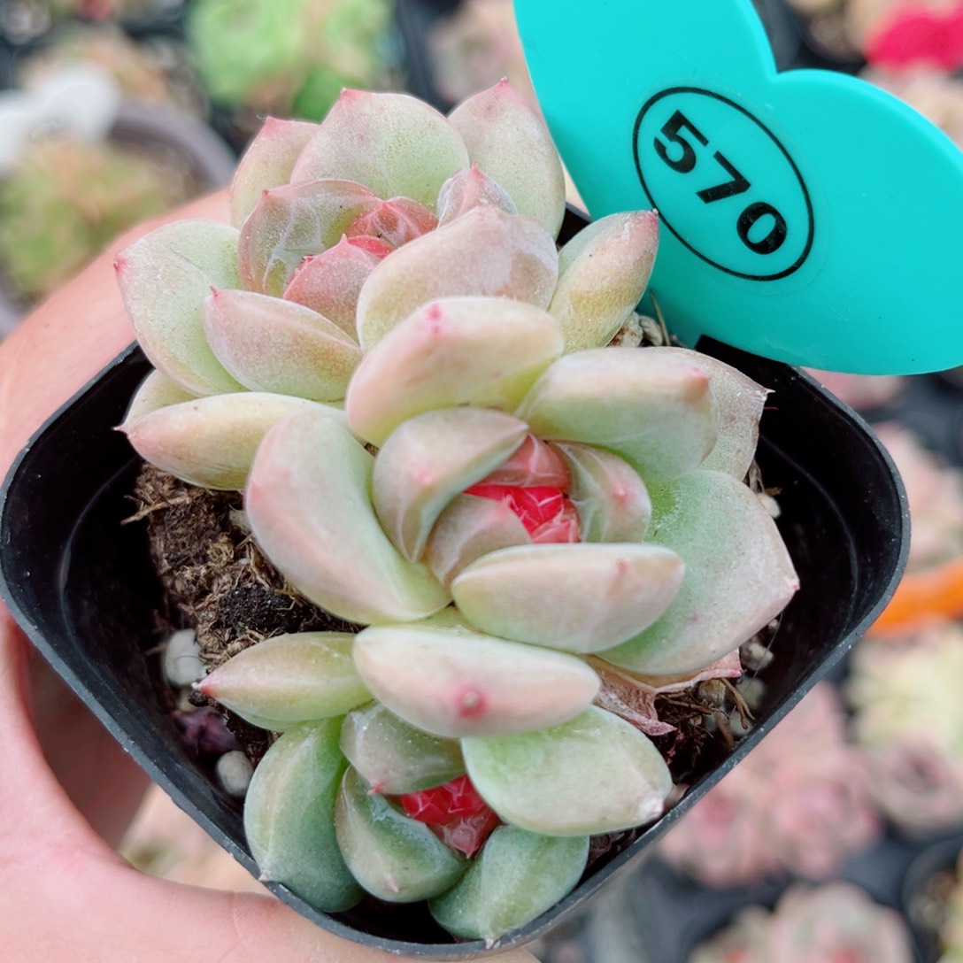 570号小老桩珍妮群