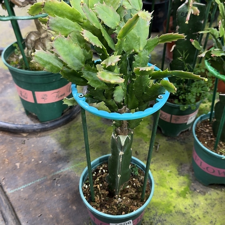 张***红大部分开放少量花苞606嫁接白羽毛