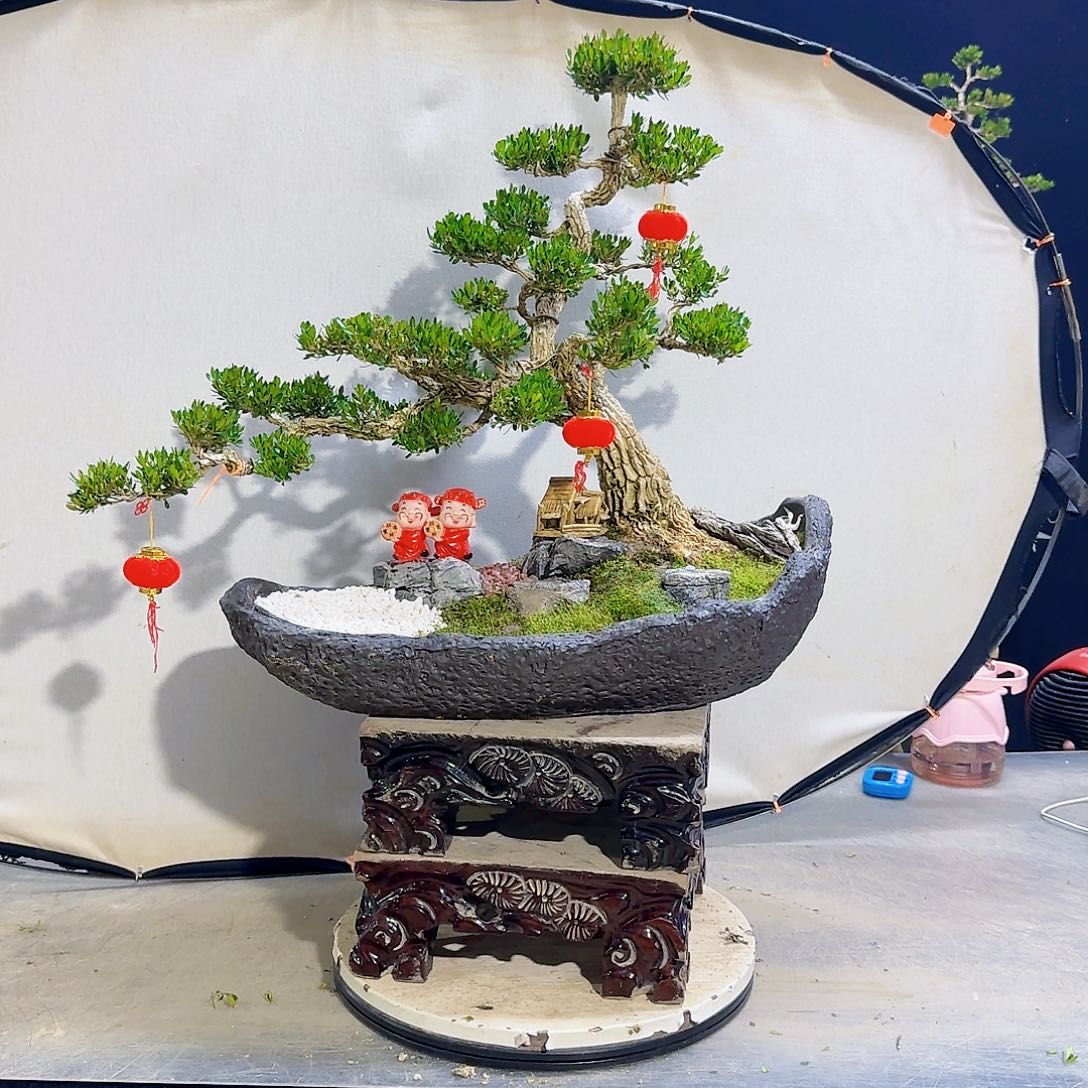 高端黄杨盆景艺术