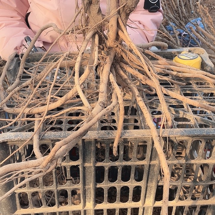 完全开放牡丹花开