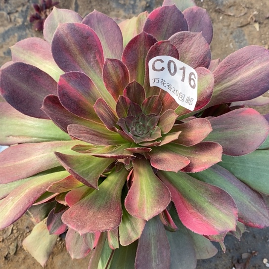 016绍修七彩多肉植物