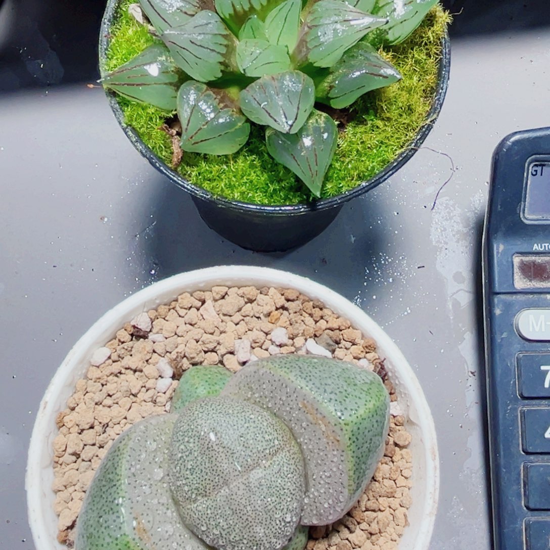 西瓜寿和元宝多肉植物