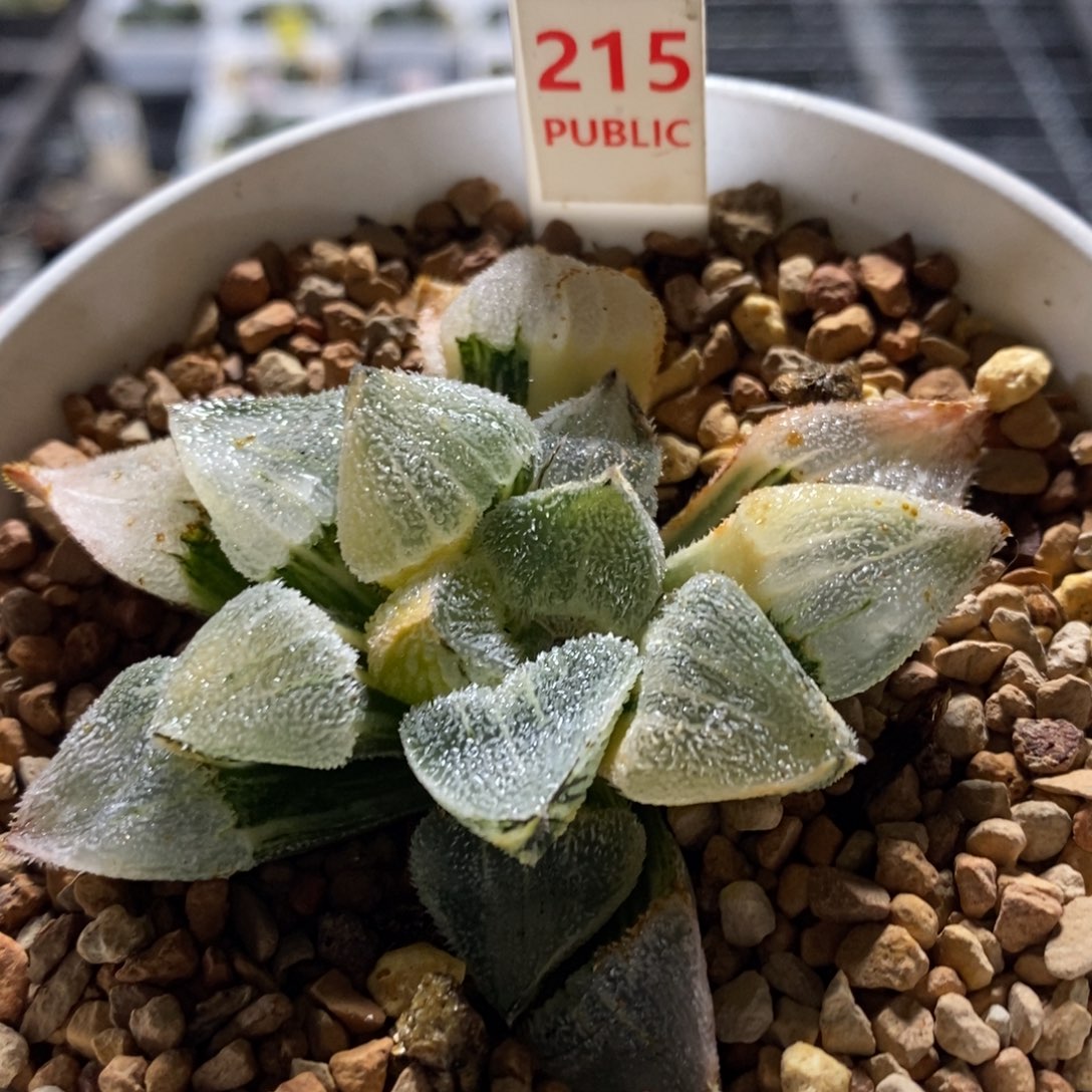 215号实生磨面锦多肉