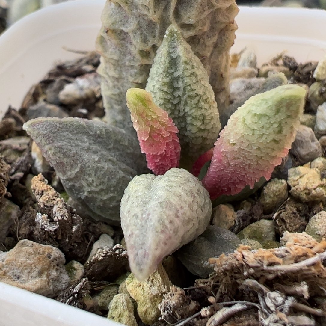 融冰特价多肉植物水泡