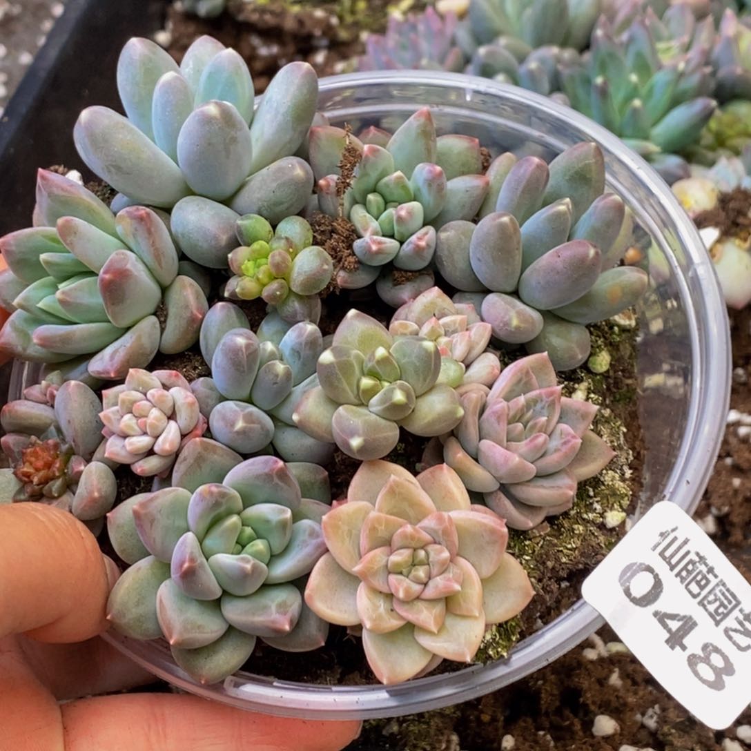 048多肉植物保护研究所所长