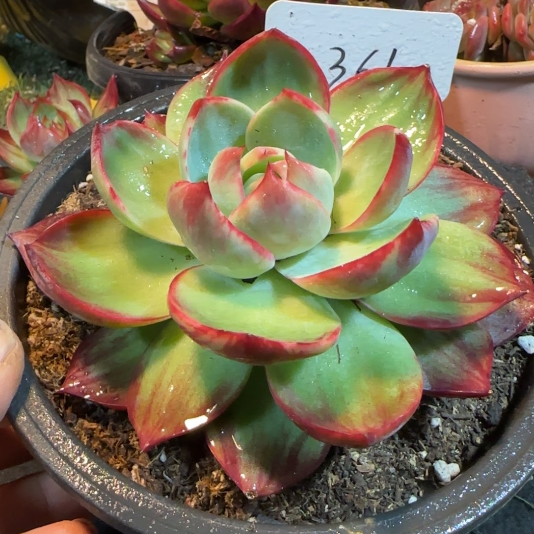 宽叶拉丝惊鸿一物一拍包装收缩花旱361