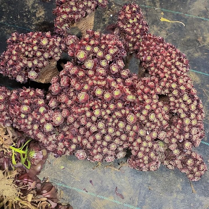 多肉植物保护研究所