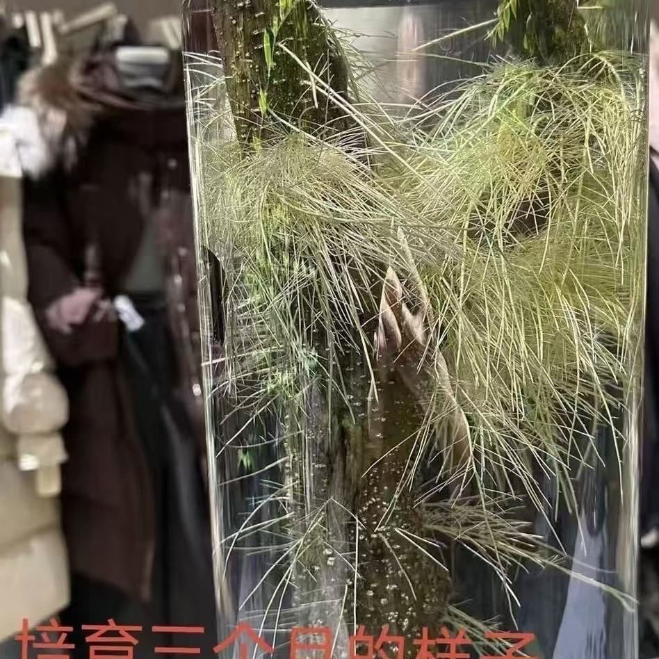 水培小叶女贞丁香国风鲜枝鲜切绿植摆件室内室外四季懒人好养茶室