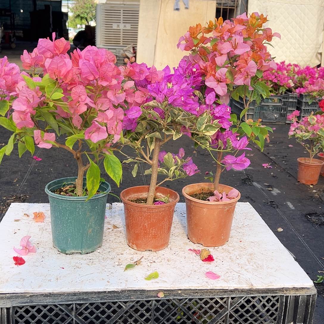 大部分花苞少量开放橙粉公主，银边浅紫，金发女郎组合