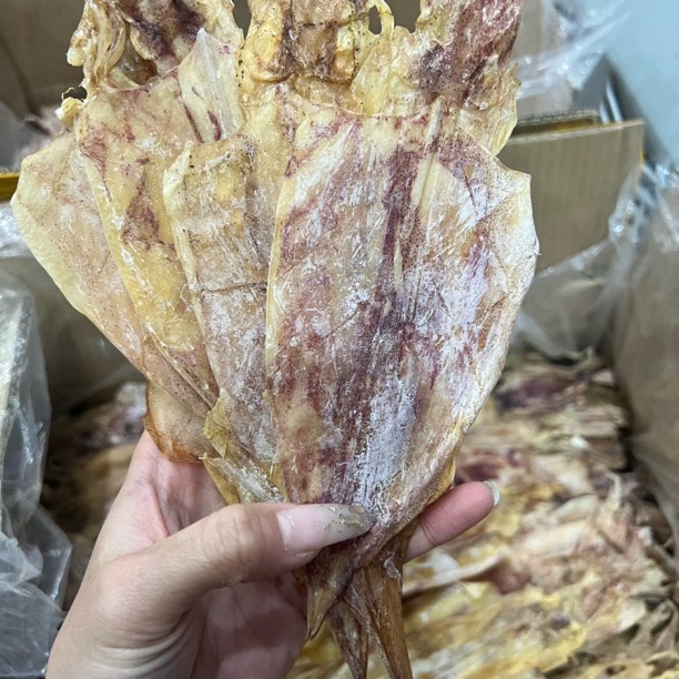 【胖姑家甄选】小鱿鱼公