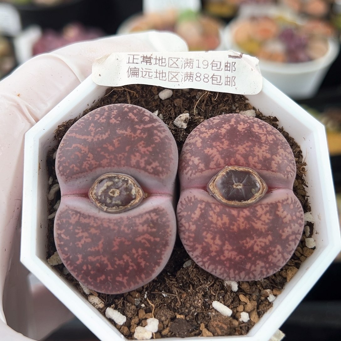 8934五年酒红两颗3.5/4cm