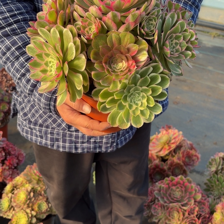 瑞妈，，。。。。925孔雀翎