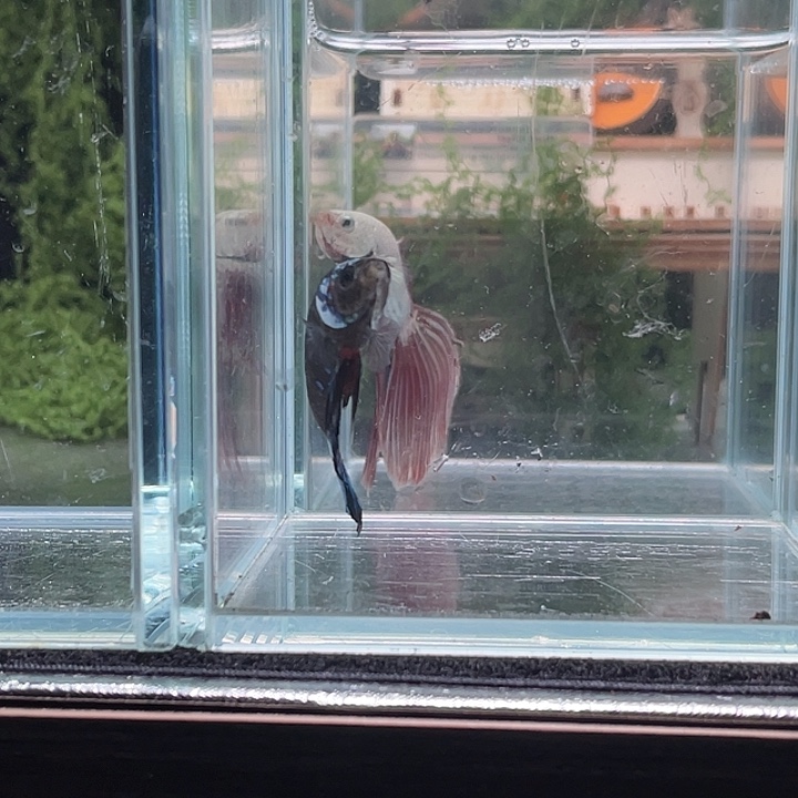 斗鱼听风观赏斗鱼