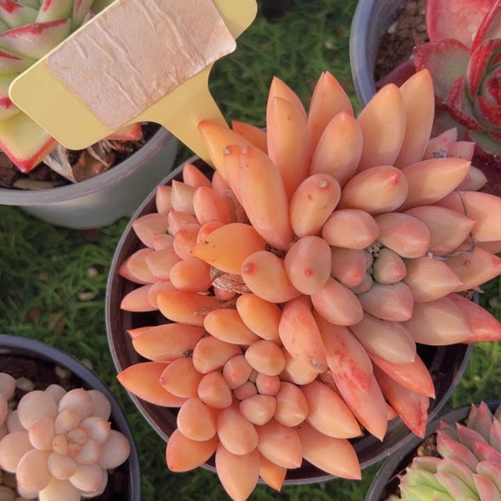 健健康康平平安安