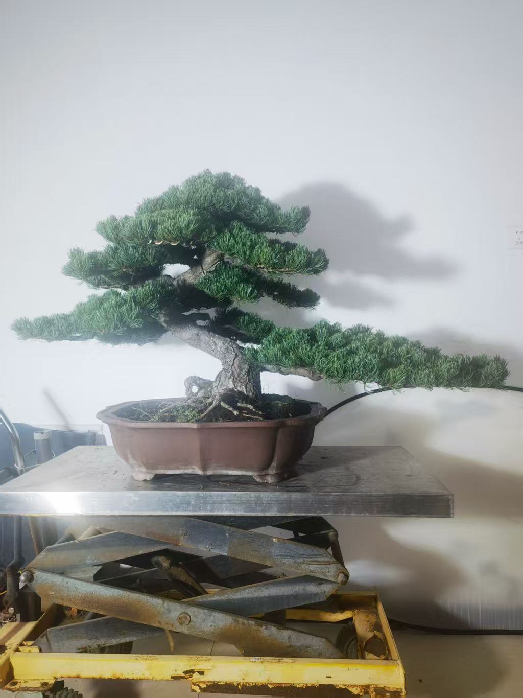 精品大板松盆景绿植