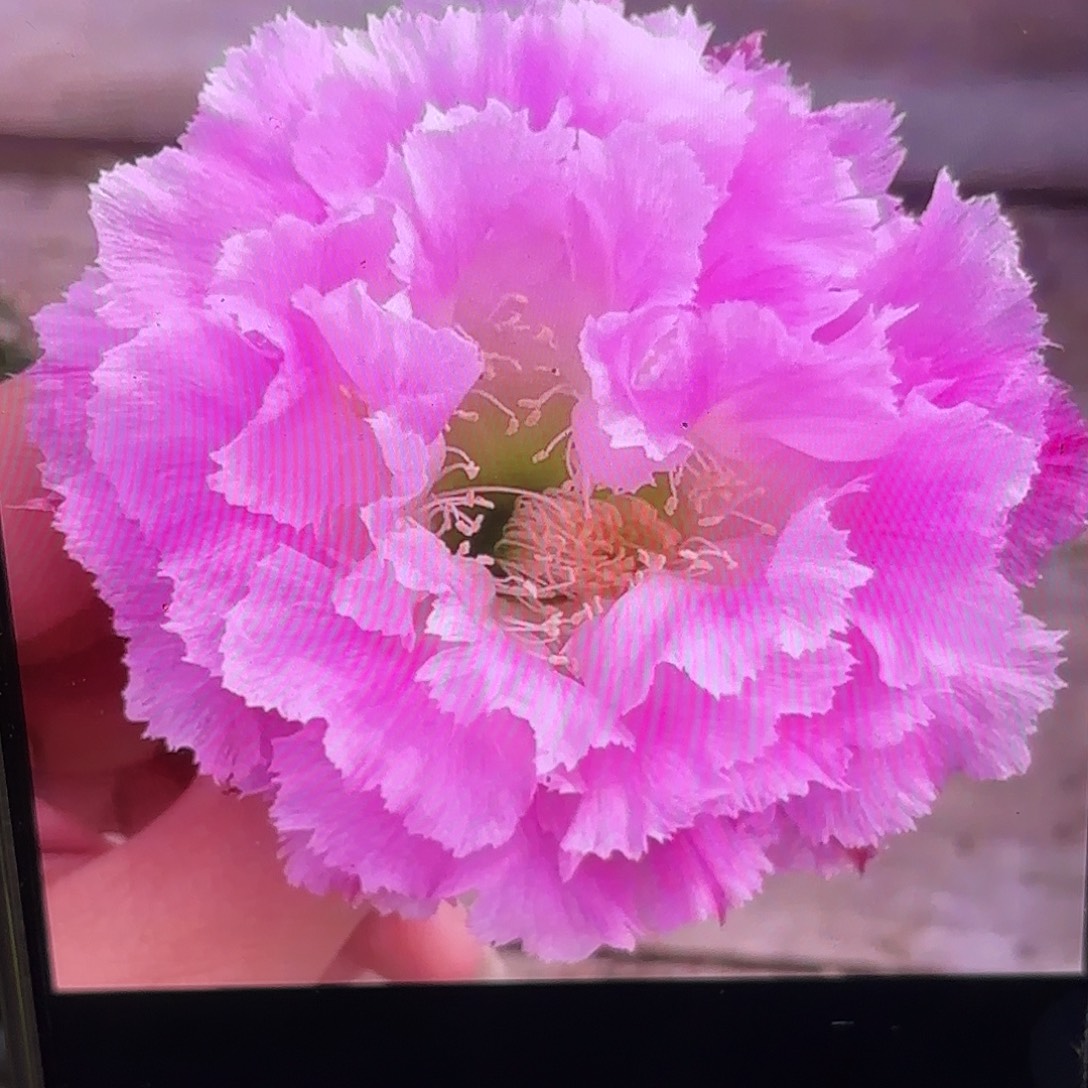 多多1彩侧牙20包邮29