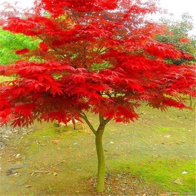 红枫树苗室外绿植红舞姬正宗庭院别墅景观树地栽阳台盆栽彩叶植物