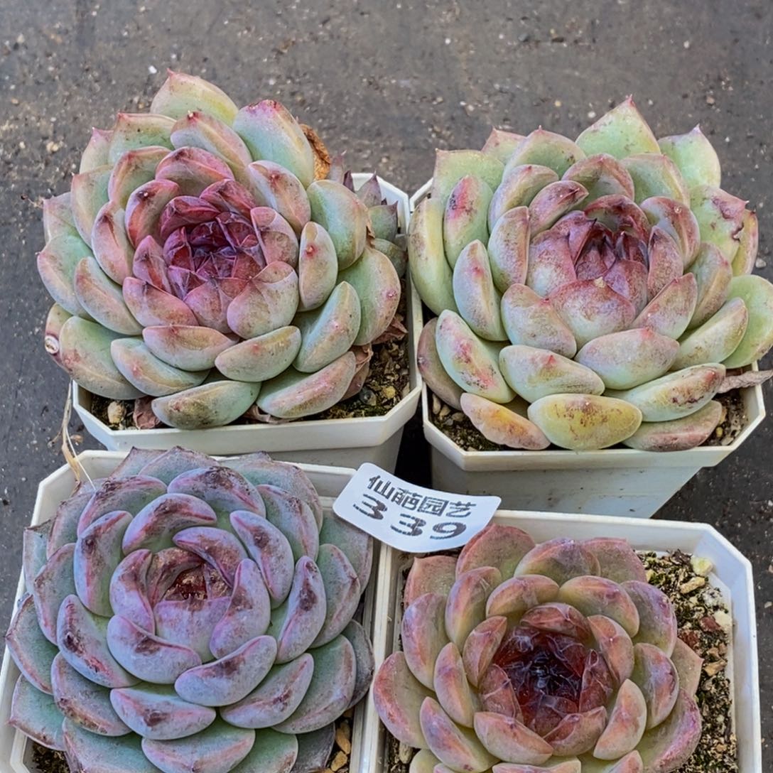 339多人在一起的时候