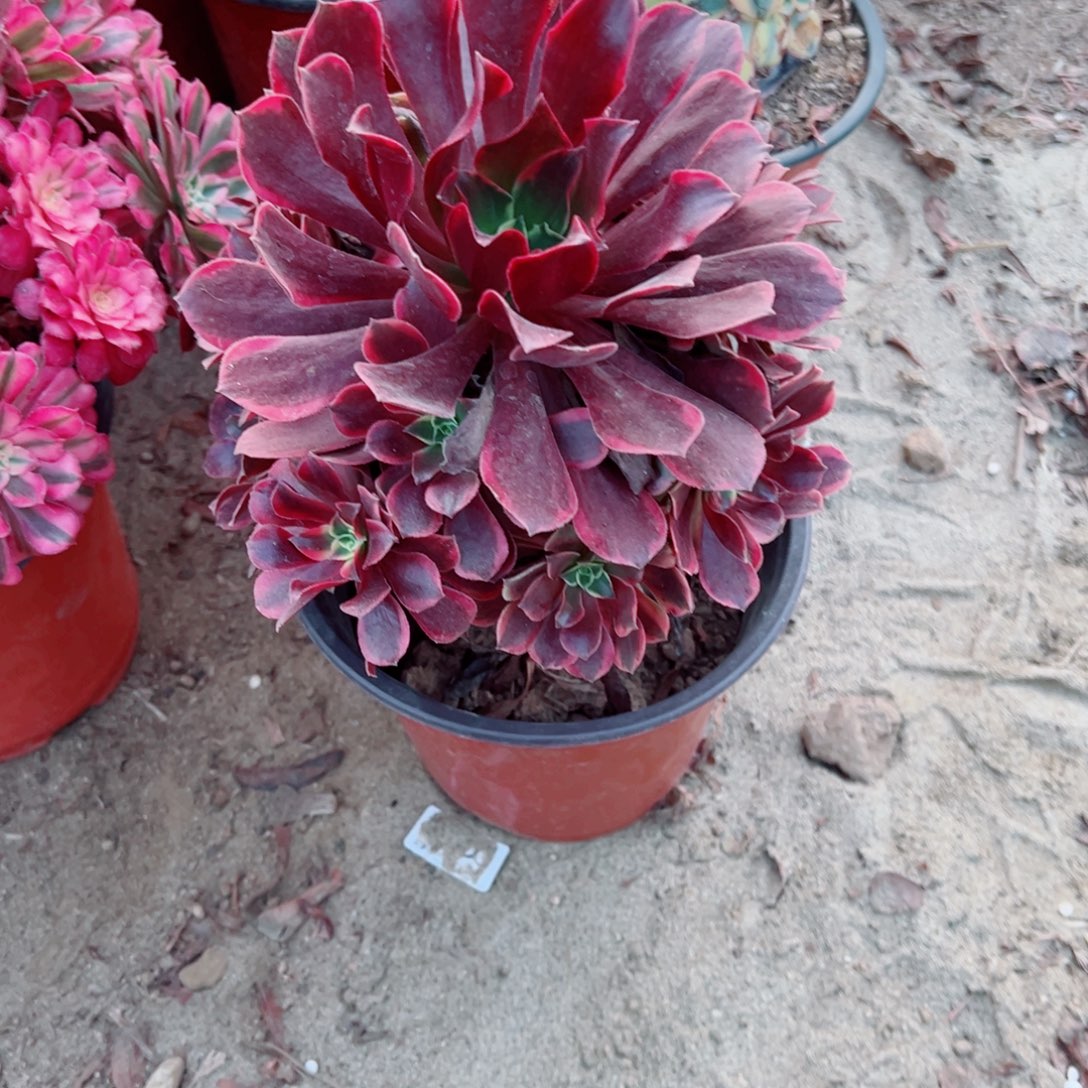 635金丝雀多肉植物法师