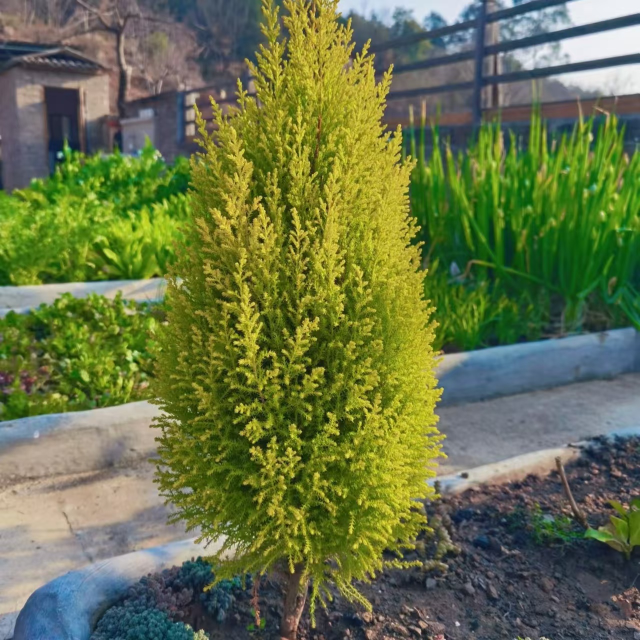 香松绿植盆栽多年生四季常青庭院阳台花境植物美观