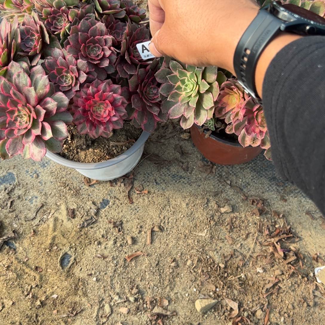 049两颗组合多肉植物法师多肉