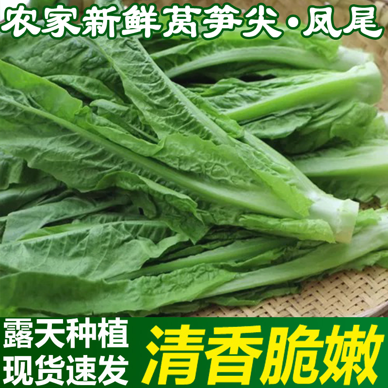 四川新鲜莴笋尖凤尾刷火锅莴笋叶现砍现发农家露天种植