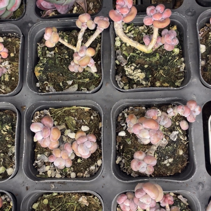 腰子蛋发2颗满18包邮