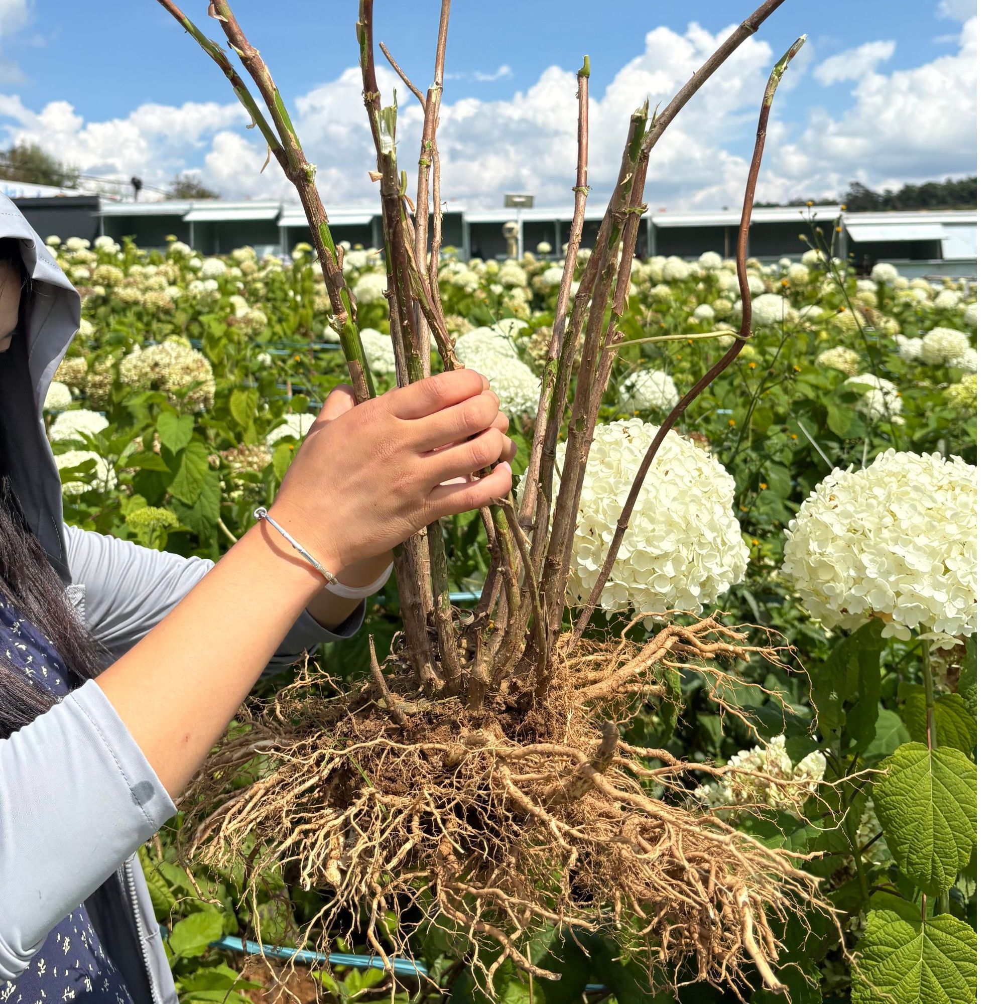 【五年老苗】安娜贝拉绣球花