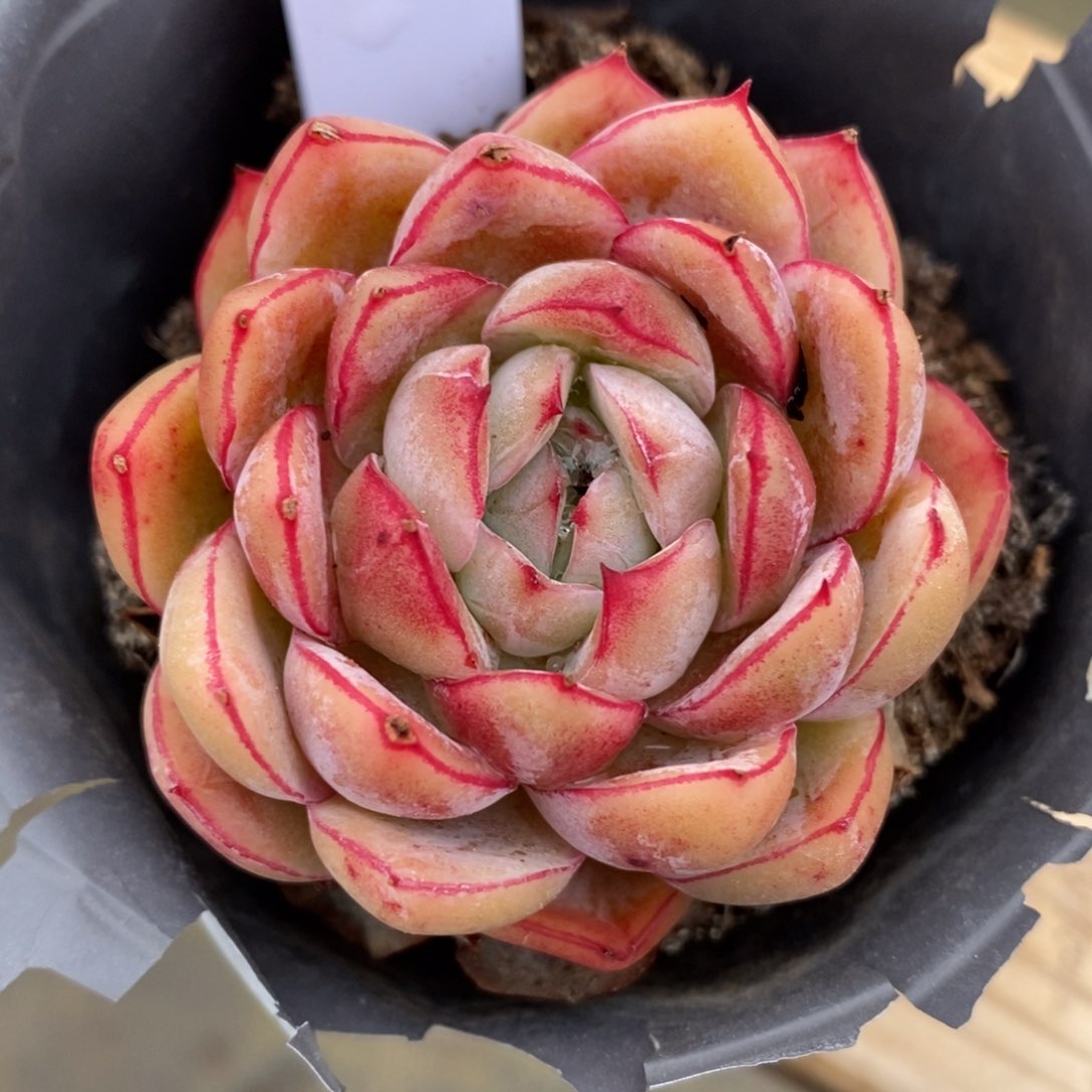 健健康康快快乐乐满38包邮多肉