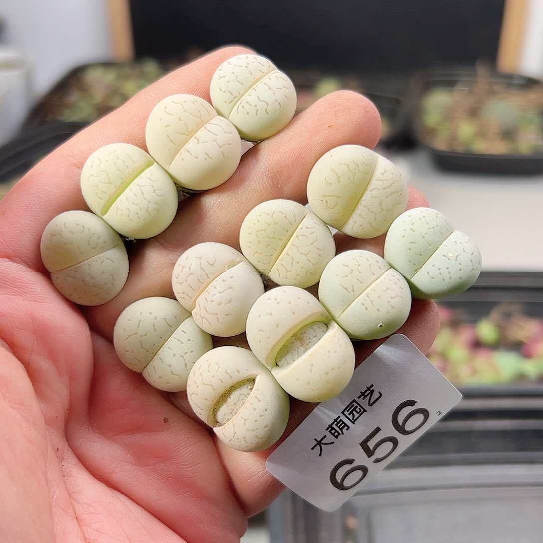 0000656 一物一拍……