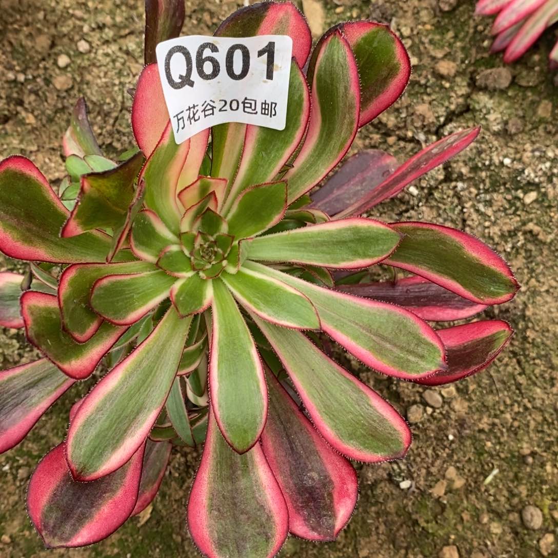 601香奈鹅阴阳多肉