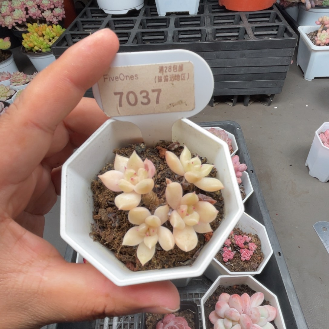 7037璀璨 4.0厘米