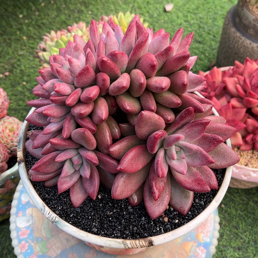 赫菲缀化一物一拍