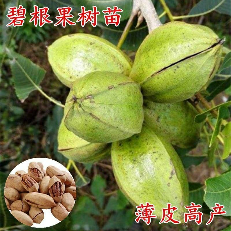 碧根果核桃树苗当年结果薄皮高产盆栽矮化地栽庭院耐寒南北方种植