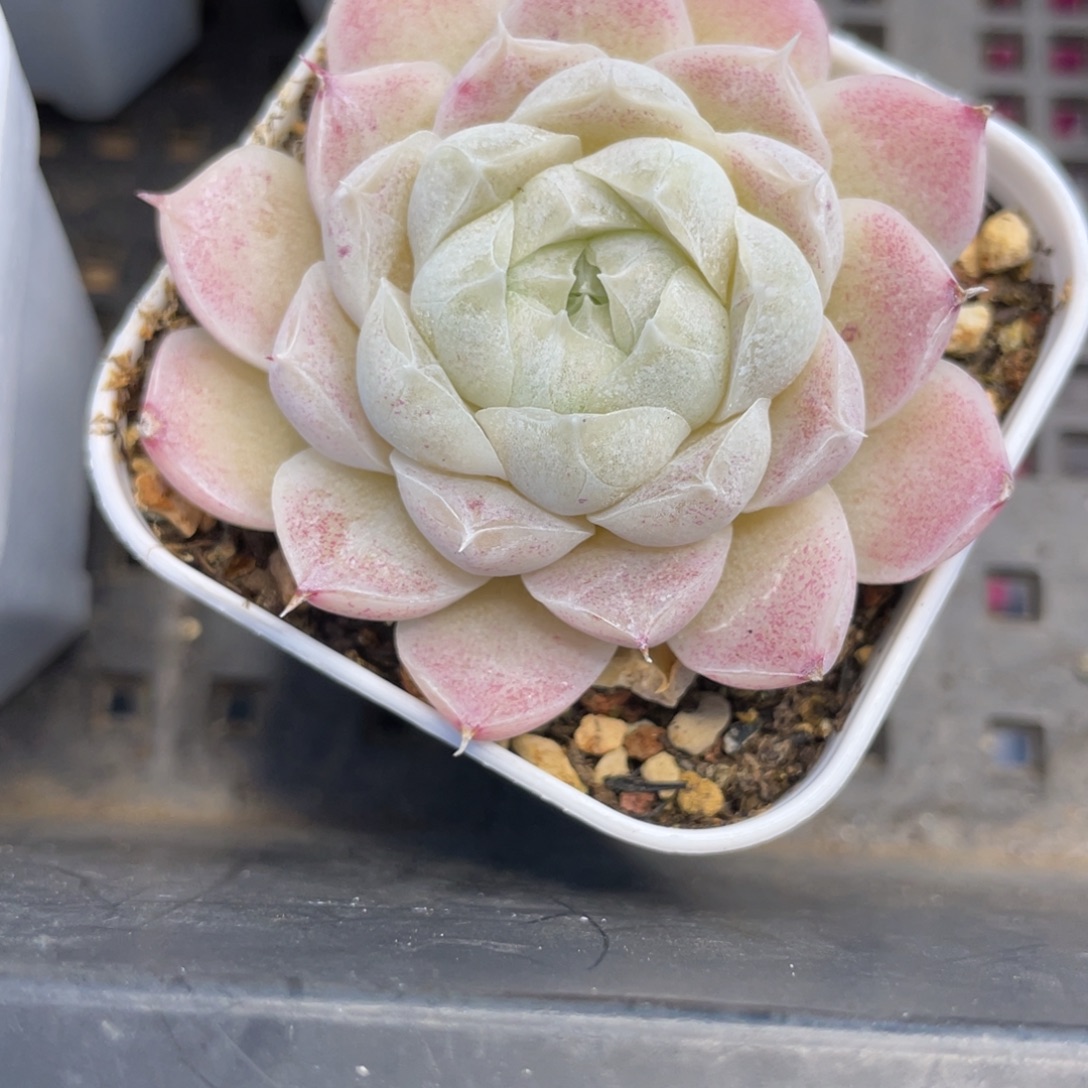 Z1978女妖单头精品