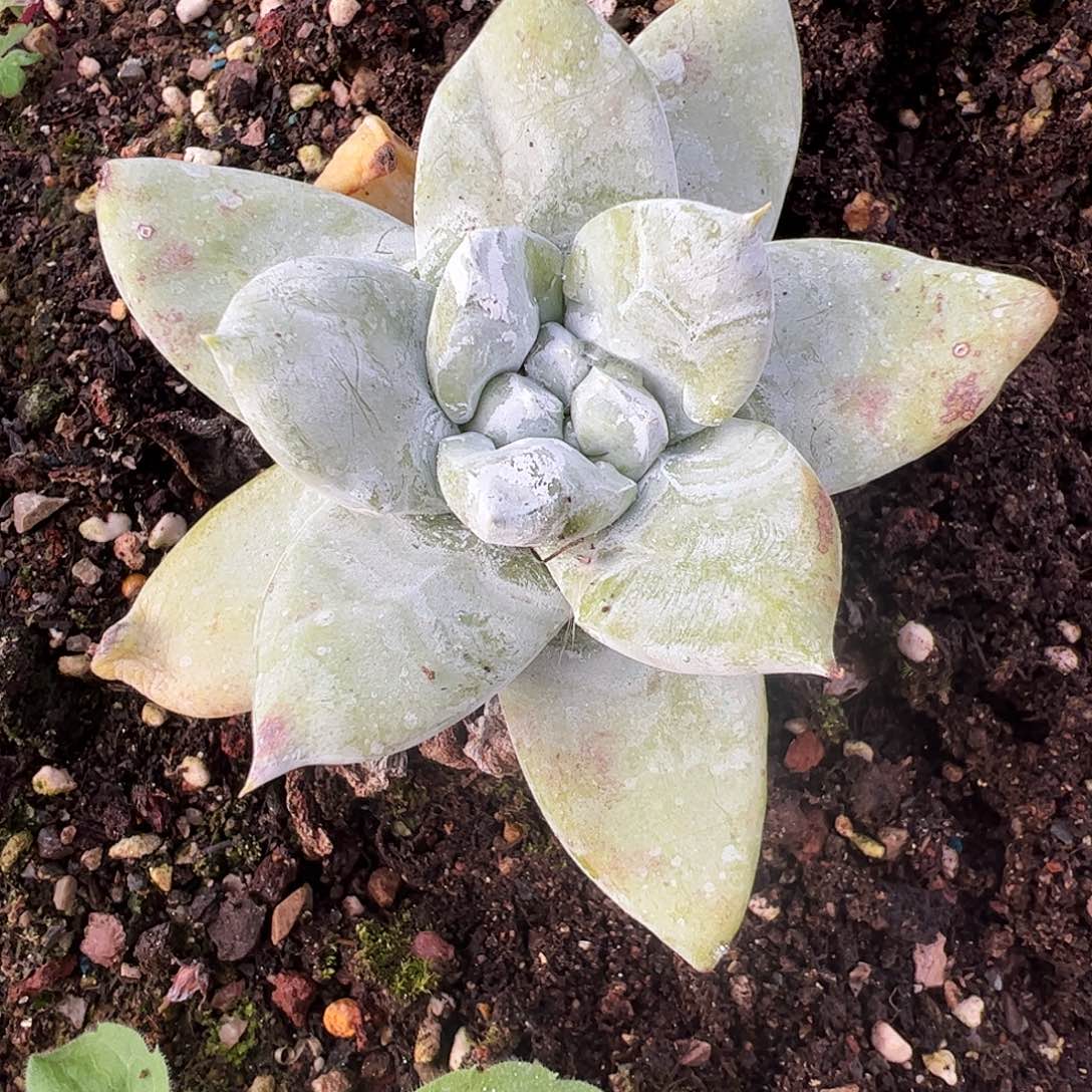 4731拇指苹果叶仙女杯