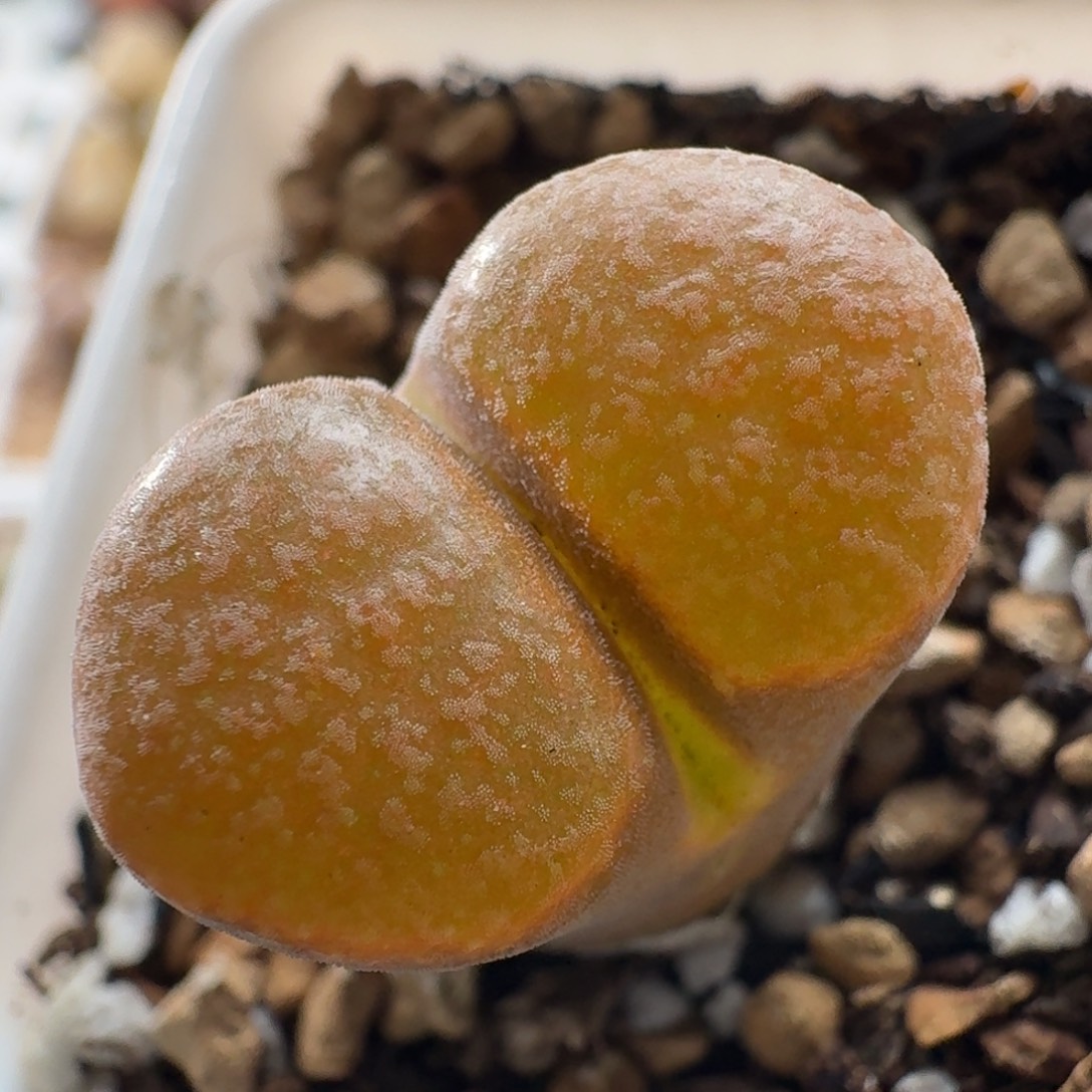 3910超级蛋糕风铃玉