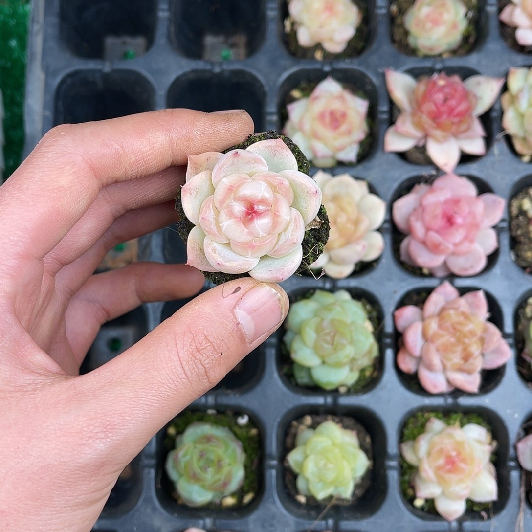 精品多肉一物一拍20-128