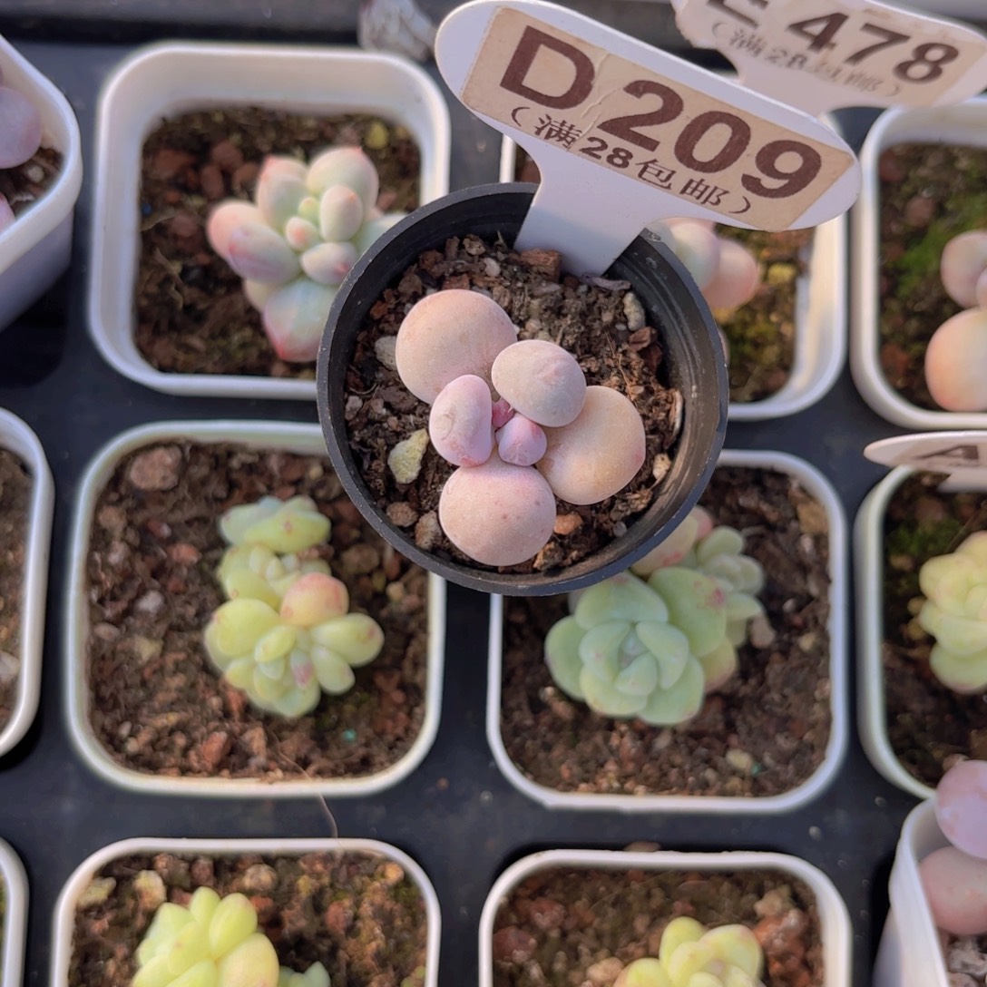D209蛋黄奶一物一拍