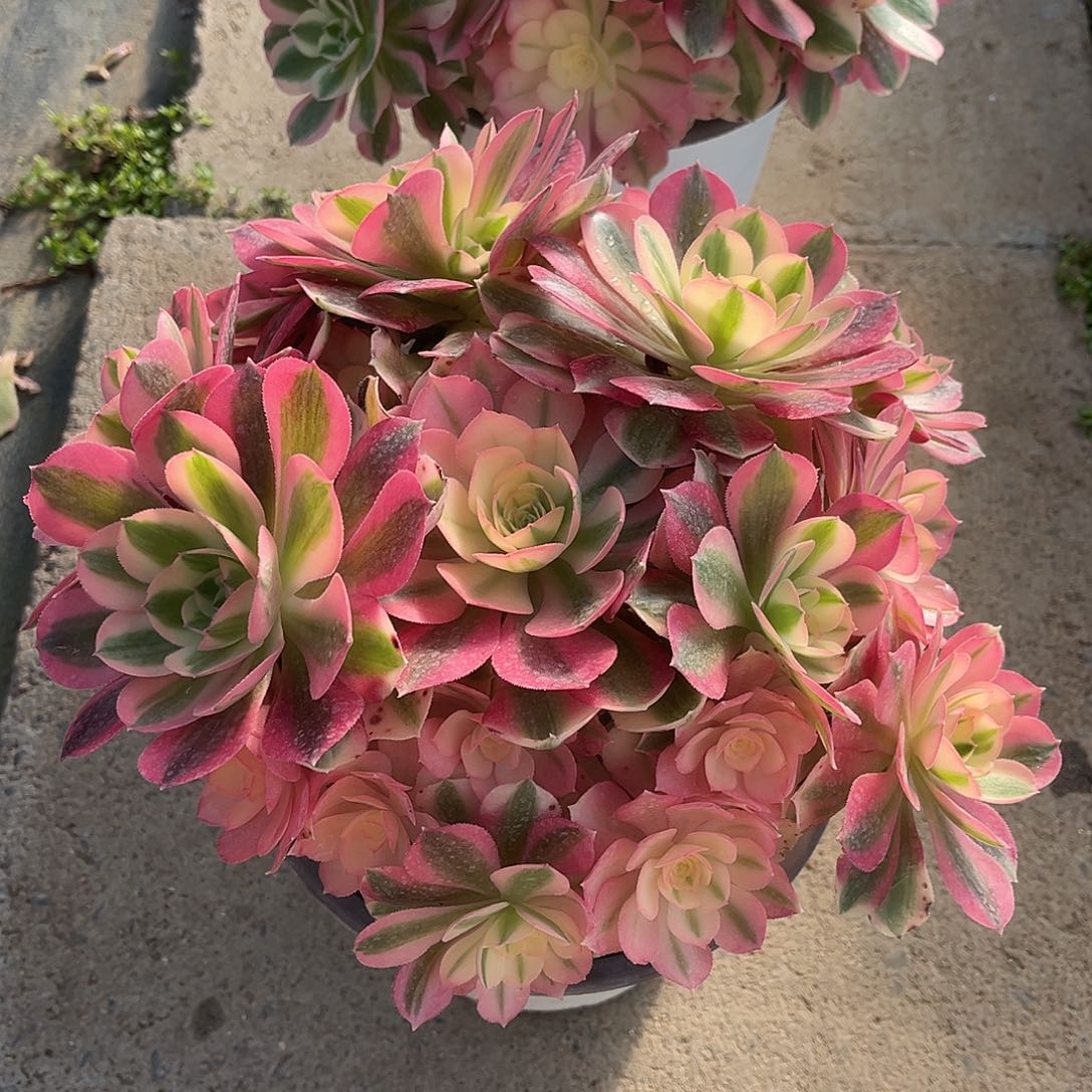 萍***逢粉女巫ghhhhhhhhhhhhh