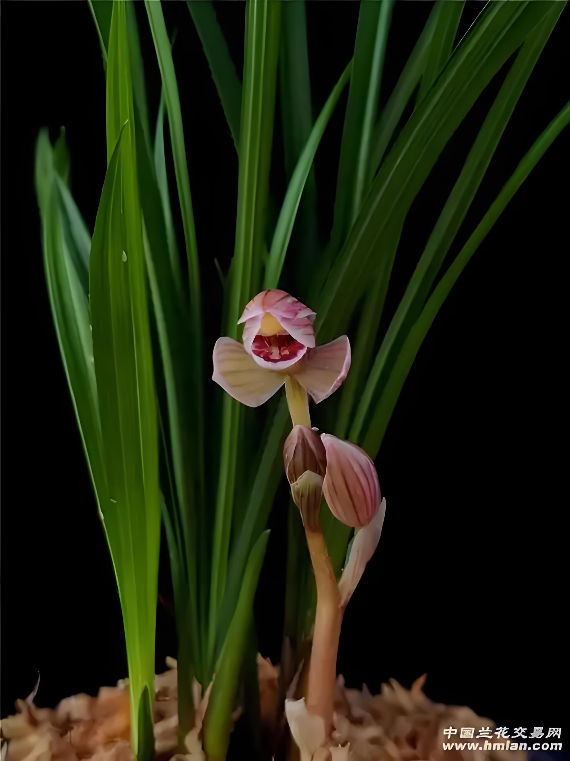 莲瓣兰艺龙红荷盆景，叶上兰草，红花兰花草荷瓣之佳品兰花盆栽东方