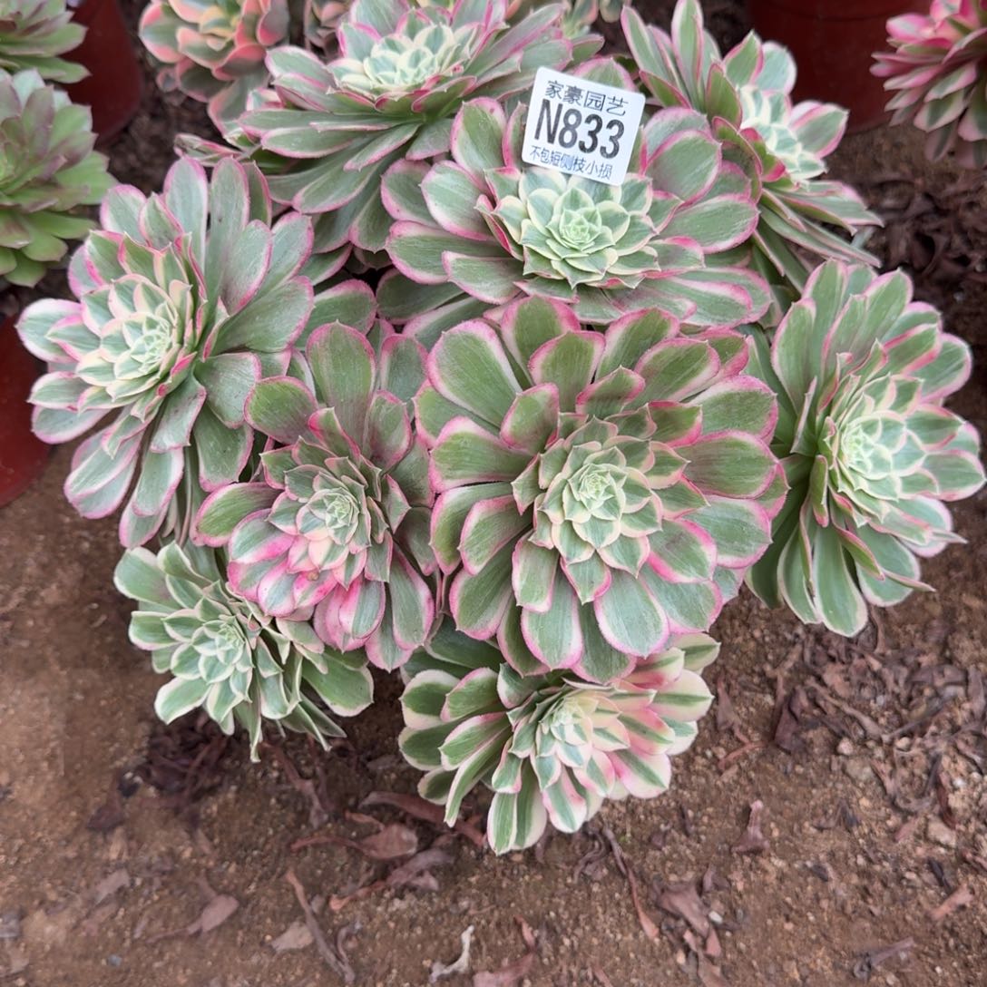 833孔雀翎官服30左右2